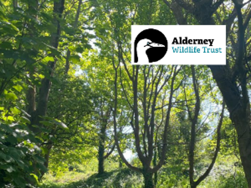 Forest School for Children Aged 5-7