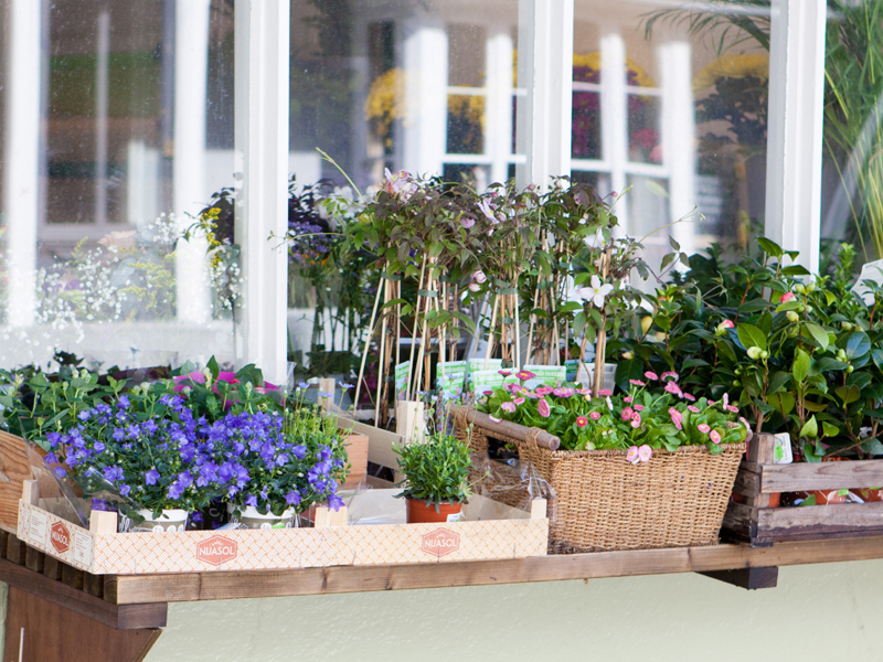 Alderney-Flower-Shop-banner-2019-2000x850.jpg