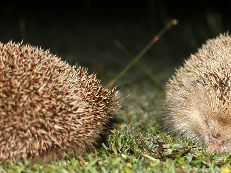 Bat-and-Hedgehog-Walk-banner-2019-2000x850.jpg
