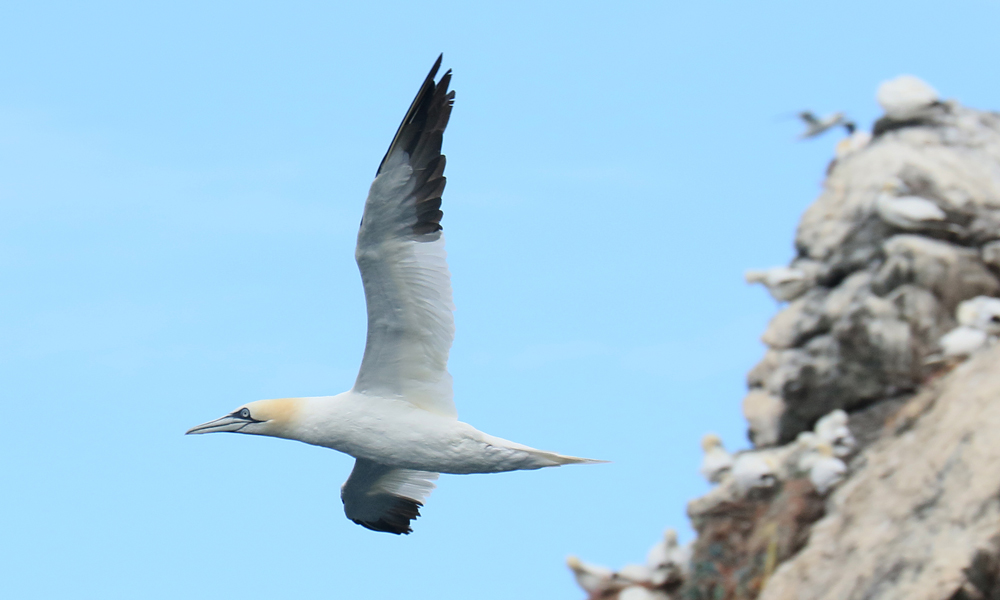 Gannet-2019-1000x600.jpg