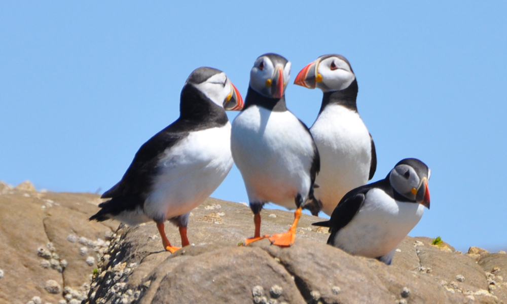 Puffin-1000x600.jpg