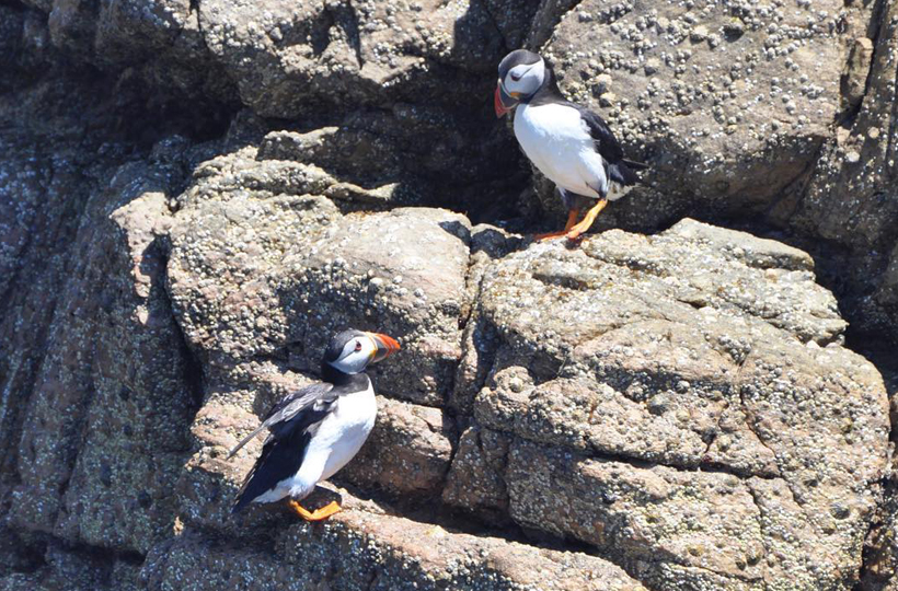 Puffins