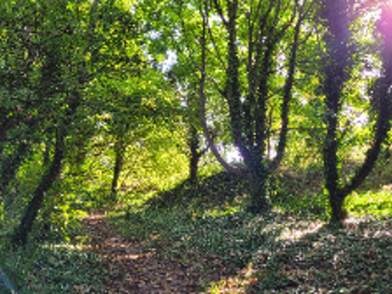 Forest School for 5-8 yrs old