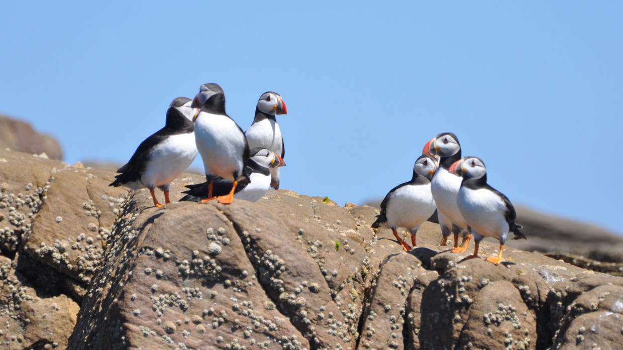 Spring - Puffins on Burhou
