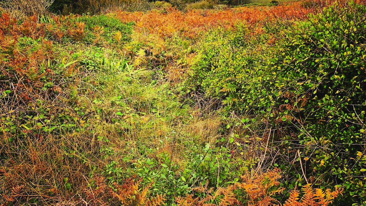 Autumn - Longis Common