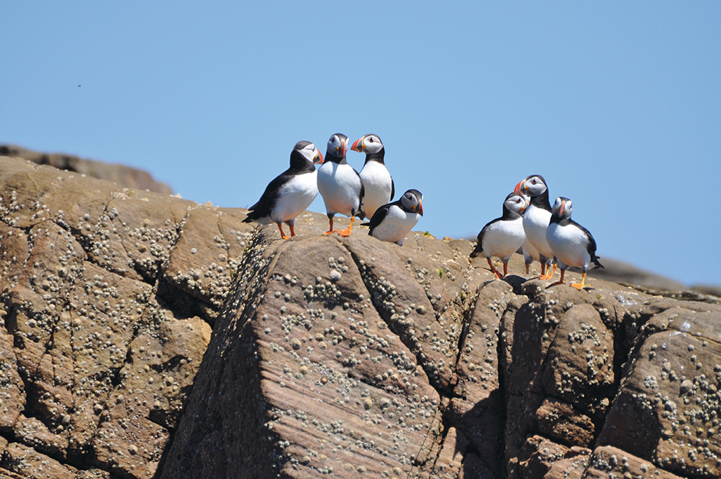 Nature Puffins