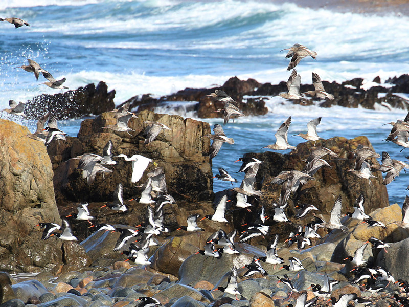 Seabirds Banner 2022 2000X850