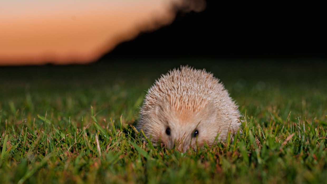 Blonde Hedgehog