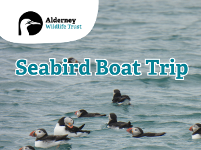 Seabird Boat Trip