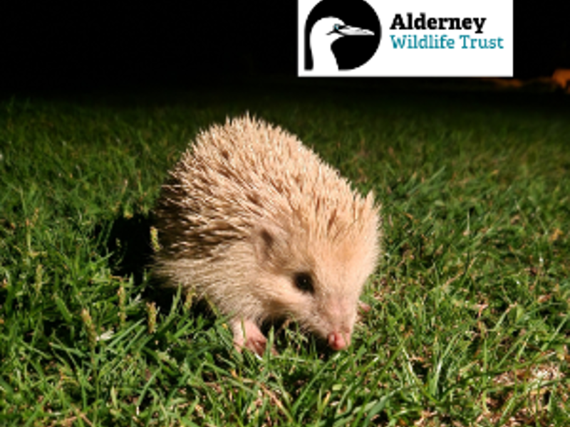 Bat and Hedgehog Walk