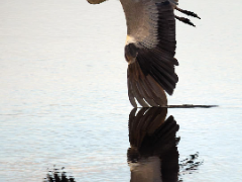 Bailiwick Wildlife Photography Exhibition