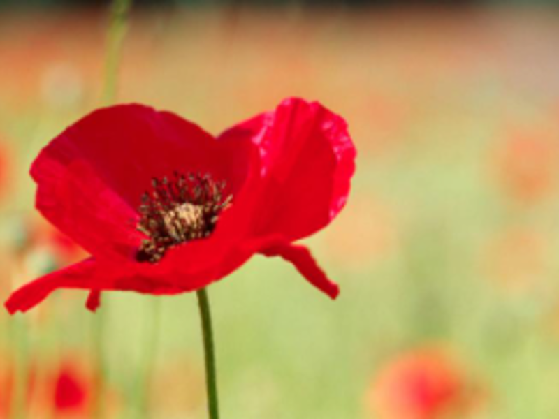 Remembrance Sunday Service