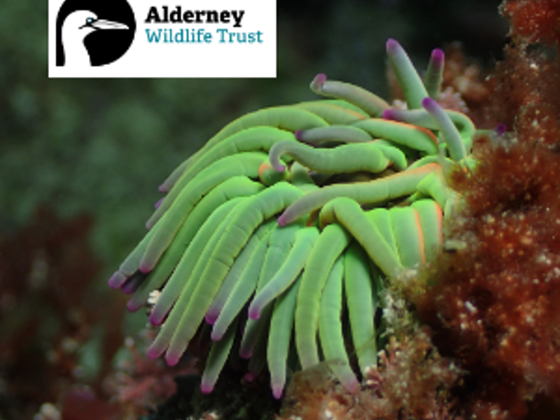 30 Jul Marine Tank Session Seeing marine creatures in marine tanks and chat with AWT Living Seas Coordinator Find out more »