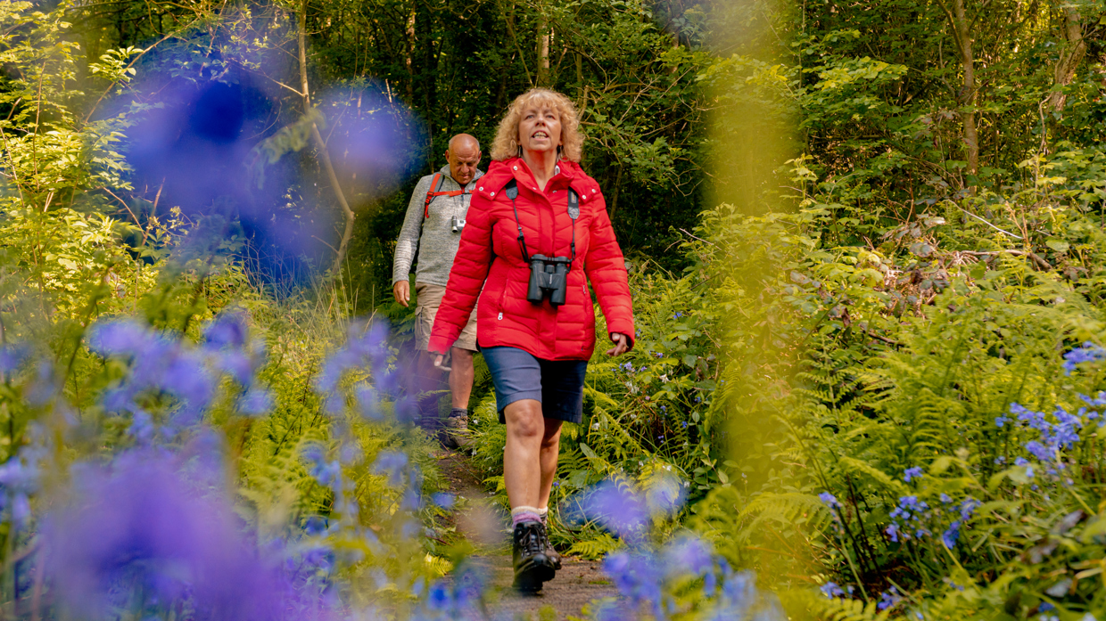 Bluebells at Vau du Saou
