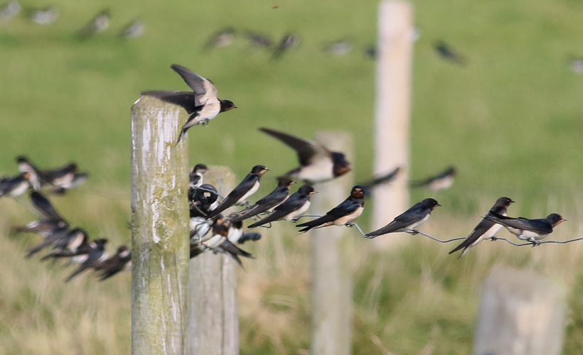 autumn-birds.jpg