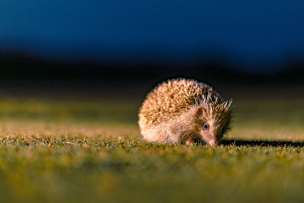 Blonde_Headgehog.jpg